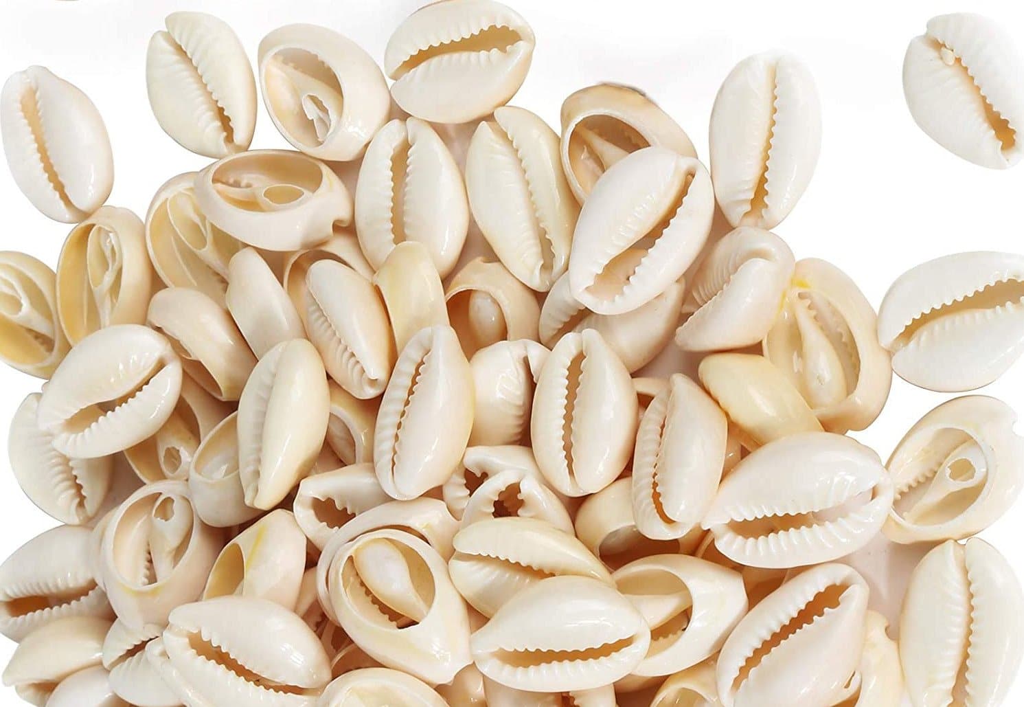 120 Magic Gold Shell Beads - Large Ivory #7001