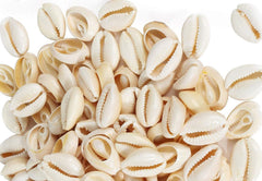 120 Magic Gold Shell Beads - Large Ivory #7001